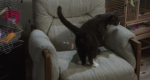 Кошка по имени Жопа – Тупой и еще тупее 2 (2014)